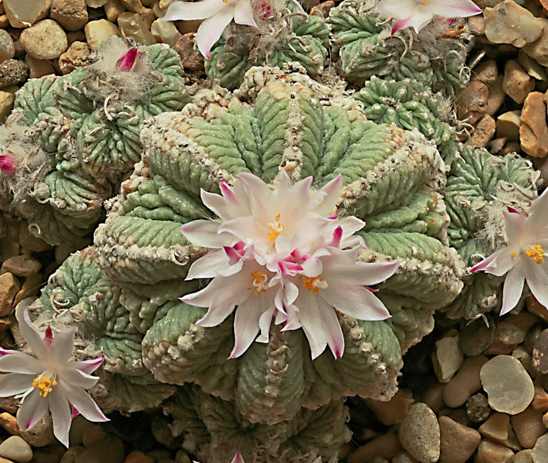 Aztekium ritteri